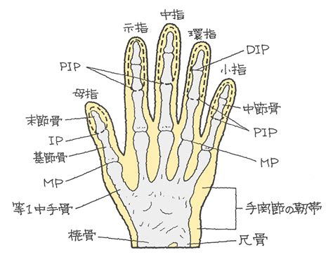 第二指節